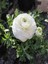 Videolu Mis Kokulu 1 Adet Beyaz Minyatür Gül 20-45 cm Saksılı (Miniature Rose) 4