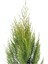 Limon Çamı Limoni Servi 60 70 cm (Çit ve Duvar Yapımına Uygun) 2