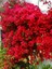 Videolu Kırmızı Begonvil Fidanı 1 Adet Saksılı 50-110 cm (Red Bougainvillea) 1