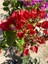 Videolu Kırmızı Begonvil Fidanı 1 Adet Saksılı 50-110 cm (Red Bougainvillea) 3