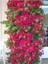Videolu Kırmızı Begonvil Fidanı 1 Adet Saksılı 50-110 cm (Red Bougainvillea) 5