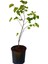Pembe Renk Erguvan Ağacı Fidanı 1 Adet Saksılı/Tüplü 50-70 cm( Pink Cercis) 2