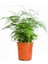 Canlı Formlu Tül Kuşkonmaz Salon Çiçeği 15-30 cm (Asparagus Setaceus) 2