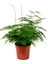 Canlı Formlu Tül Kuşkonmaz Salon Çiçeği 15-30 cm (Asparagus Setaceus) 3