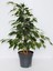Canlı Formlu Yeşil Benjamin Çiçeği 30-60 cm 1 Adet Saksılı Green Ficus Benjamina 1