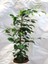 Canlı Formlu Yeşil Benjamin Çiçeği 30-60 cm 1 Adet Saksılı Green Ficus Benjamina 4