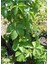 Amerikan Sarmaşığı Kışın Kırmızı Renk 40-80 cm Saksılı/Tüplü (Parthenocissus Quinquefolia) 2