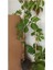 Amerikan Sarmaşığı Kışın Kırmızı Renk 40-80 cm Saksılı/Tüplü (Parthenocissus Quinquefolia) 3