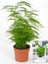 Hediyelik Dekoratif Canlı Salon Çiçeği 1 Adet 15-30 cm (Asparagus Setaceus) 1