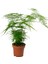 Hediyelik Dekoratif Canlı Salon Çiçeği 1 Adet 15-30 cm (Asparagus Setaceus) 3