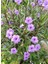 Ruellia Meksika Petunyası 1 Adet Saksılı 30-50 cm Dış Mekan Çit Bitkisi 2