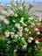Videolu Beyaz Çiçekli Oya Ağacı Fidanı (60 80 cm)1 Adet Saksılı Dış Mekan Ağacı Lagerstroemia Indica 1