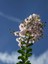 Videolu Beyaz Çiçekli Oya Ağacı Fidanı (60 80 cm)1 Adet Saksılı Dış Mekan Ağacı Lagerstroemia Indica 2