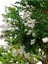Videolu Beyaz Çiçekli Oya Ağacı Fidanı (60 80 cm)1 Adet Saksılı Dış Mekan Ağacı Lagerstroemia Indica 3