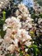 Videolu Beyaz Çiçekli Oya Ağacı Fidanı (60 80 cm)1 Adet Saksılı Dış Mekan Ağacı Lagerstroemia Indica 4