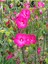 Videolu Pembe Japon Gülü Çiçeği Fidanı (40 45 cm)1 Adet Saksılı Camellia Japonica 2