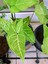 Videolu Melek Kanadı Sarmaşık (50 - 60 cm)1 Adet Saksılı Dış Mekan Bitkisi Syngonium Podophyllum 2