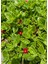 Pembe Çiçekli Buz Çiçeği 3 Adet Saksılı 15-20 cm Delosperma 1