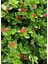 Pembe Çiçekli Buz Çiçeği 3 Adet Saksılı 15-20 cm Delosperma 2