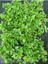 Pembe Çiçekli Buz Çiçeği 3 Adet Saksılı 15-20 cm Delosperma 3