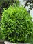 Videolu Kartopu Çit Bitkisi (30 60 cm)5 Adet Saksılı Dış Mekan Süs Bitkisi Viburnum Lucidum 2