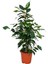 Salon Çiçek Seti Yeşil Benjamin (40-60 cm)-KAUÇUK (50-60 cm)-ALACALI Benjamin Çiçeği (40-50 cm) 2