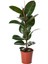 Salon Çiçek Seti Yeşil Benjamin (40-60 cm)-KAUÇUK (50-60 cm)-ALACALI Benjamin Çiçeği (40-50 cm) 3