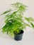 Tül Çiçeği Asparagus Setaceus 1 Adet Saksılı 10-30 cm Salon Çiçeği 3