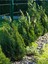 Videolu Leylandi Fidanı Kokulu (10 25 cm)20 Adet Tüplü Dış Mekan Ağaç Cupressus Leylandii 2