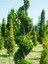Videolu Leylandi Fidanı Kokulu (10 25 cm)20 Adet Tüplü Dış Mekan Ağaç Cupressus Leylandii 4