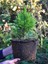 Videolu Leylandi Fidanı Kokulu (10 25 cm)20 Adet Tüplü Dış Mekan Ağaç Cupressus Leylandii 5