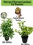 Kartopu Viburnum 1 Adet+Kokulu Ful Yasemin 1 Adet+Yaprak Güzeli Hediye Bahçe Bitkisi 1