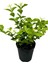 Kartopu Viburnum 1 Adet+Kokulu Ful Yasemin 1 Adet+Yaprak Güzeli Hediye Bahçe Bitkisi 3