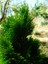 Videolu Yeşil Yapraklı Leylandi Fidanı (10 25 cm)40 Adet Tüplü Dış Mekan Ağaç Cupressus Leylandii 3
