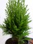 Videolu Yeşil Yapraklı Leylandi Fidanı (10 25 cm)40 Adet Tüplü Dış Mekan Ağaç Cupressus Leylandii 5