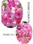 Pembe Zakkum Fidanı 1 Adet Saksılı 30-60 cm-PEMBE Oya Ağacı 1 Adet 30-60 cm 1