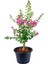 Pembe Zakkum Fidanı 1 Adet Saksılı 30-60 cm-PEMBE Oya Ağacı 1 Adet 30-60 cm 3