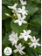 Kokulu Sarmaşık Ful Yasemin Çiçeği 1 Adet Saksılı/Tüplü 30-60 cm Jasminum 1