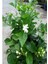 Kokulu Sarmaşık Ful Yasemin Çiçeği 1 Adet Saksılı/Tüplü 30-60 cm Jasminum 3