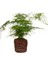 Mini Boy Tül Kuşkonmaz Salon Çiçeği Asparagus Setaceus Saksılı 2