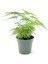 Mini Boy Tül Kuşkonmaz Salon Çiçeği Asparagus Setaceus Saksılı 3