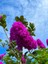 Videolu Mor Renkli Oya Çiçeği Fidanı (40 85 cm)1 Adet Saksılı Dış Mekan Ağacı Lagerstroemia Indica 1