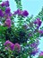 Videolu Mor Renkli Oya Çiçeği Fidanı (40 85 cm)1 Adet Saksılı Dış Mekan Ağacı Lagerstroemia Indica 3