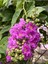 Videolu Mor Renkli Oya Çiçeği Fidanı (40 85 cm)1 Adet Saksılı Dış Mekan Ağacı Lagerstroemia Indica 4