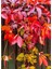 Amerikan Samaşığı Soğuğa Dayanıklı 55-80 cm Saksılı/Tüplü (Parthenocissus Quinquefolia) 2