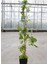 Amerikan Samaşığı Soğuğa Dayanıklı 55-80 cm Saksılı/Tüplü (Parthenocissus Quinquefolia) 3