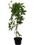 Soğuğa Dayanıklı Amerikan Duvar Sarmaşığı 50-75 cm Saksılı/Tüplü 2