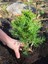 Videolu Leylandi Çamı Fidanı Çit Çamı (10 20 cm)5 Adet Tüplü Dış Mekan Bitkisi Cupressus Leylandii 4