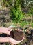 Videolu Leylandi Çamı Fidanı Çit Çamı (10 20 cm)5 Adet Tüplü Dış Mekan Bitkisi Cupressus Leylandii 5