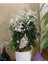 Videolu Çin Yasemini Kokulu Beyaz Renkli (20 60 cm) 1 Adet Saksılı Fidan Jasminum Polyanthum Jasmine 1
